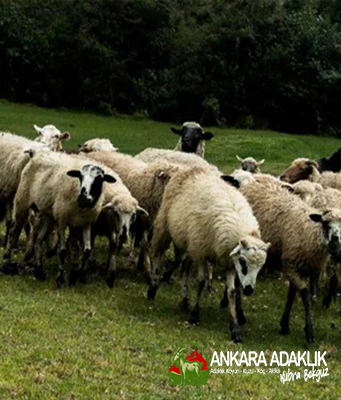 Adaklık Kuzu