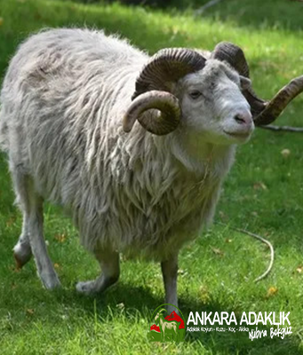 Etlik Koç